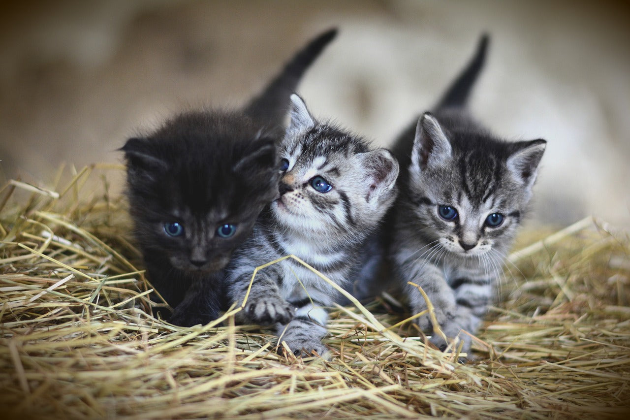 10 Most Threatening Health Conditions in Cats