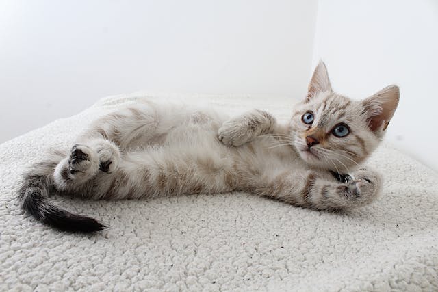 Do Cats Suffer from Hemorrhoids?