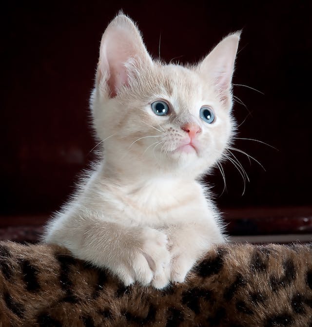 Do Cats Suffer from Color Blindness?