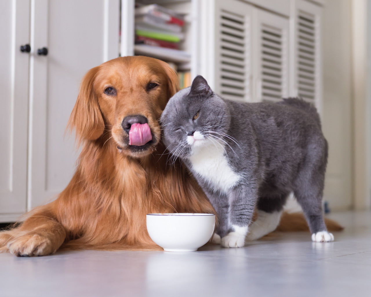 Adopting a Pet: A Journey of Responsibility and Care