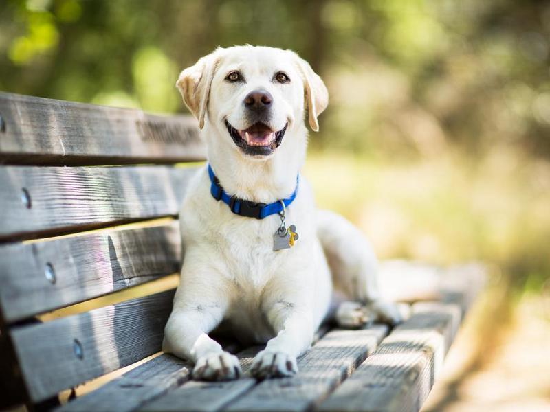 Canine Coronavirus and the Power of Early Prevention