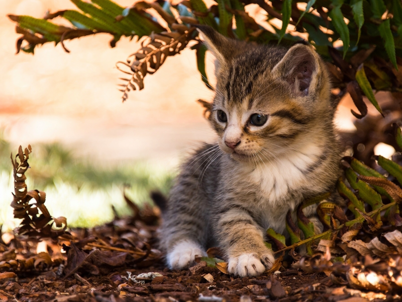 Defending Feline Health: Feline Coronavirus(FCoV) Insights