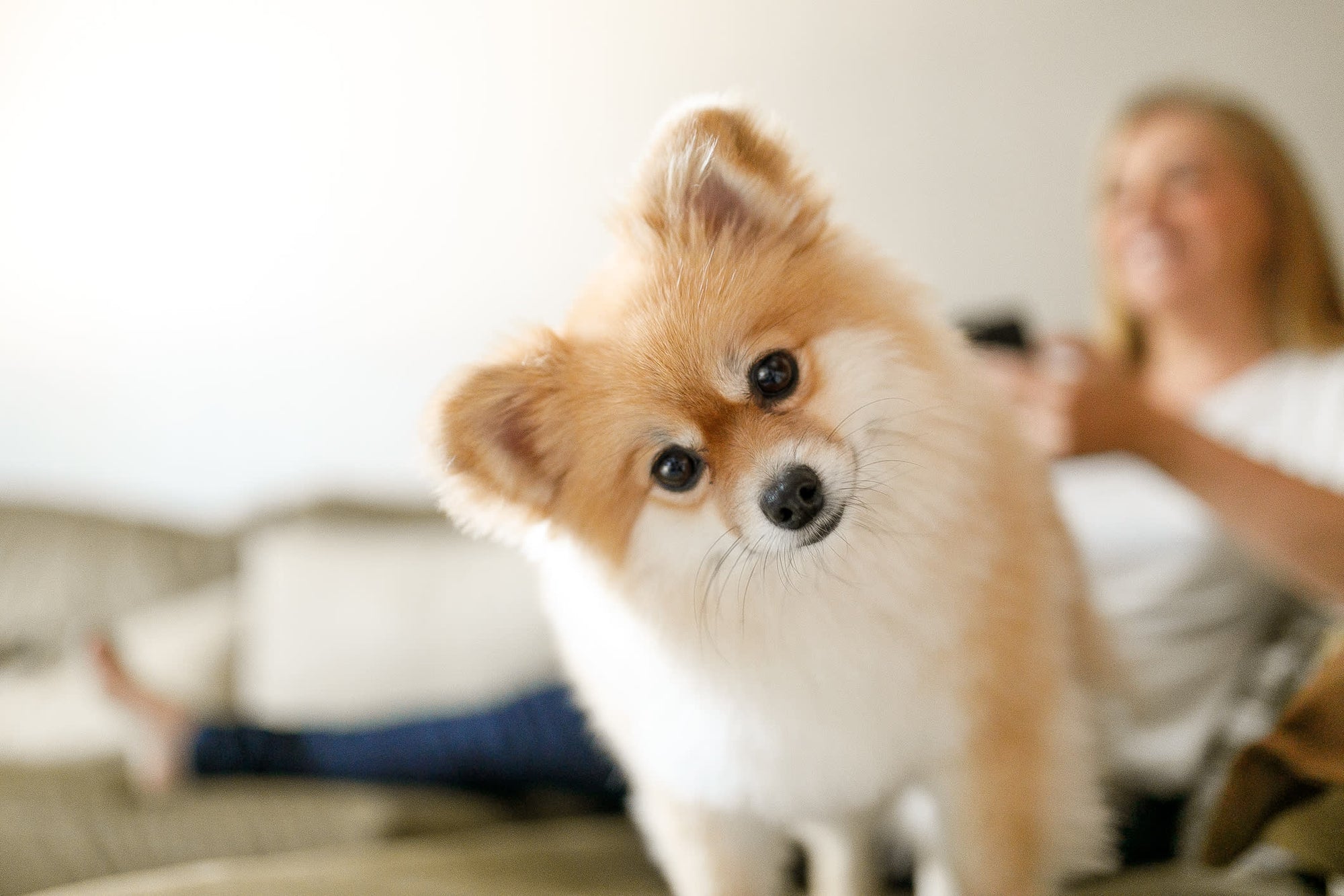 5 Pet Care Myths Debunked