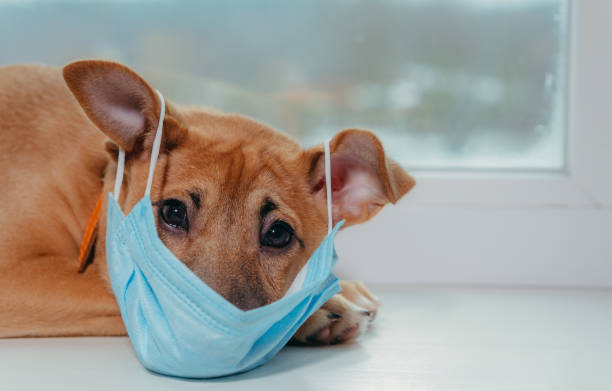 What to do if my dog coughing and sneezing
