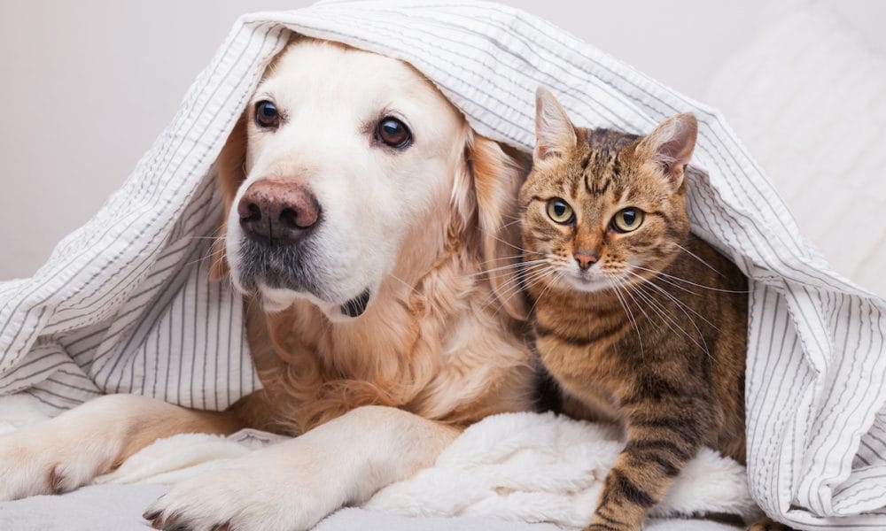 cat and dog