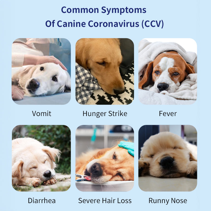 UNOR™ Coronavirus Antigen Test Kit For Dogs (CCV Ag Test)