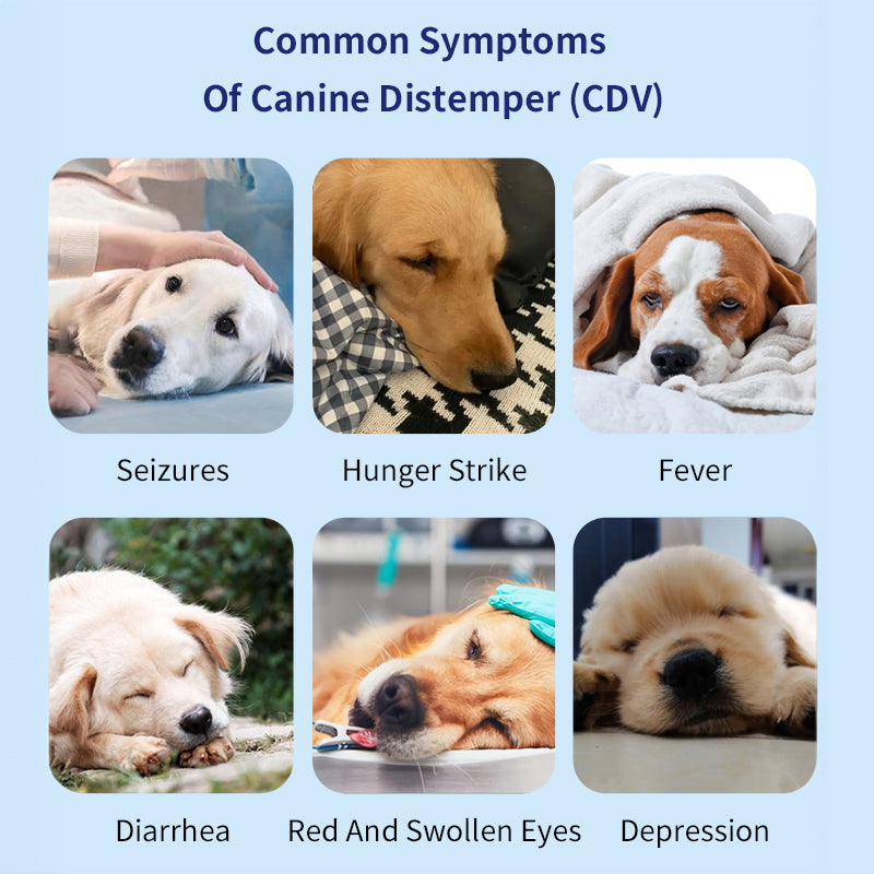 UNOR™ Distemper Antigen Test Kit For Dogs(CDV Ag Test)