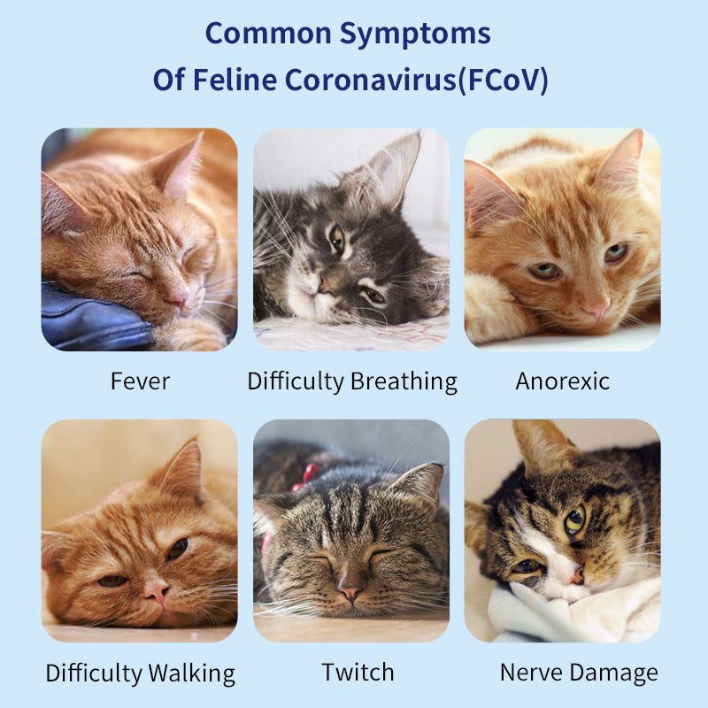 UNOR™ Coronavirus Antigen Test Kit For Cats(FCoV Ag Test)