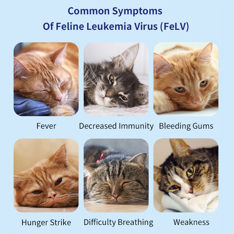 UNOR™ Leukemia Virus Antigen Test Kit For Cats(FELV Ag Test)