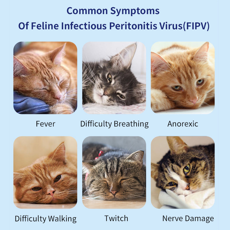 UNOR™ Infectious Peritonitis Virus Antigen Test Kit For Cats(FIPV Ag Test)