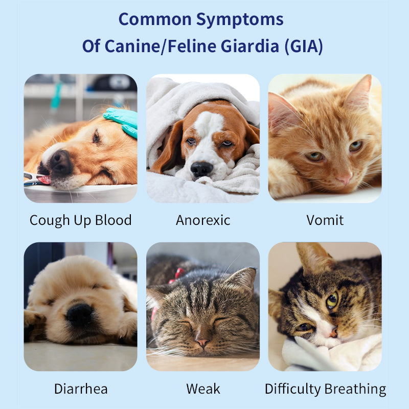 UNOR™ Giardia Antigen Test Kit For Dogs/Cats (GIA Ag Test)