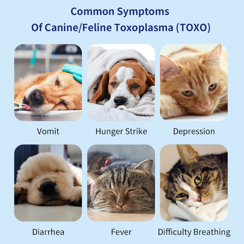 UNOR™ Toxoplasma Antigen Test Kit For Dogs/Cats(TOXO Ag Test)