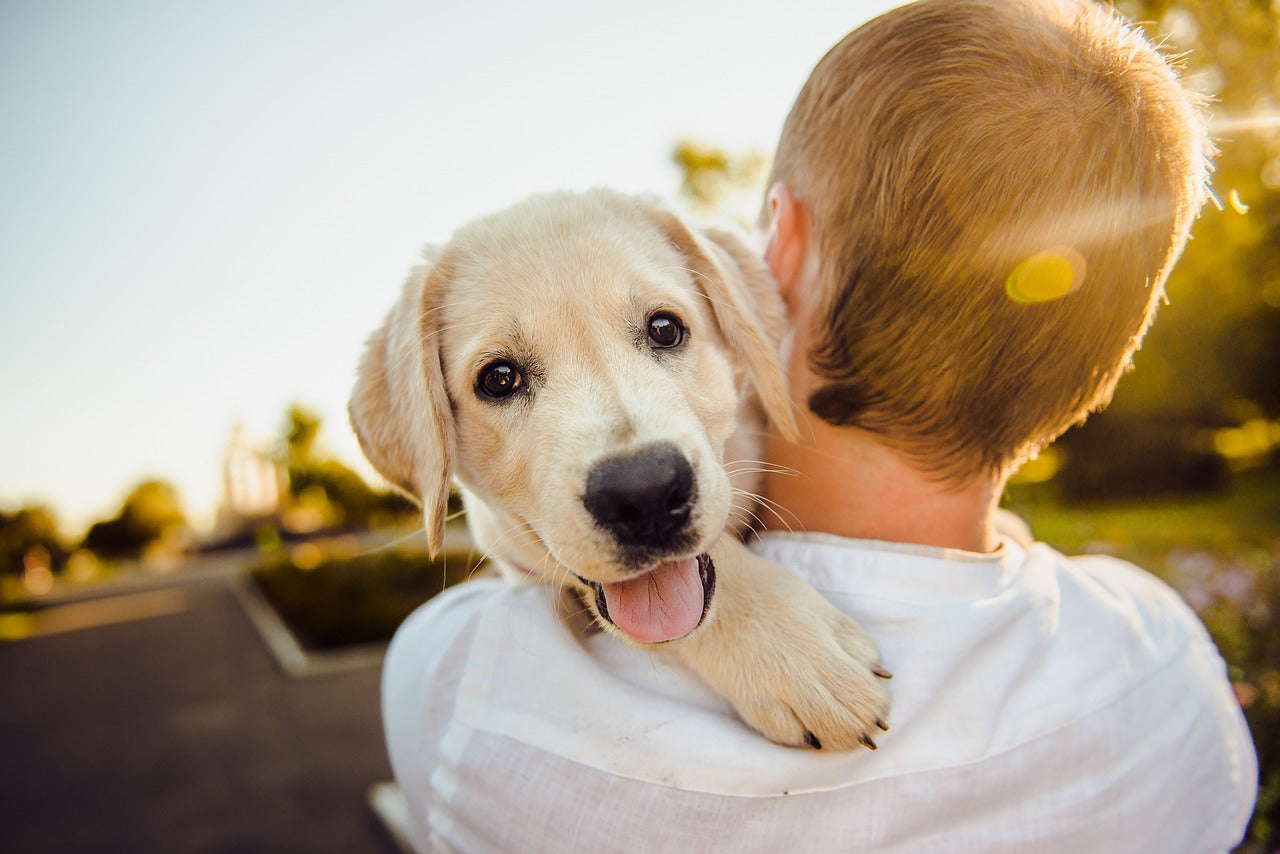 What is Canine Parvovirus? Simple Answers for Dog Owners